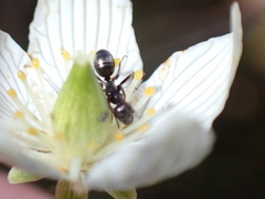 Formica subaenescens