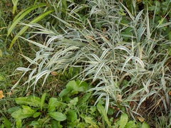 Phalaris arundinacea picta