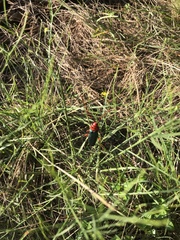 Stenaspis verticalis insignis