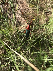 Stenaspis verticalis insignis