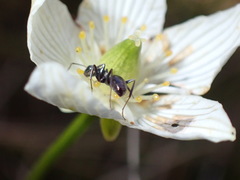 Formica subaenescens