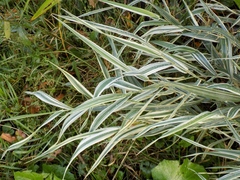 Phalaris arundinacea picta