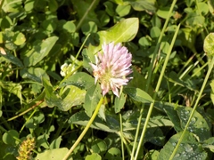 Trifolium pratense