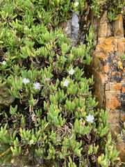 Disphyma crassifolium