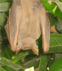 Pteropodidae