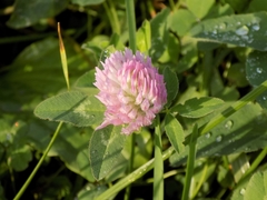 Trifolium pratense