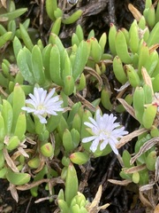 Disphyma crassifolium