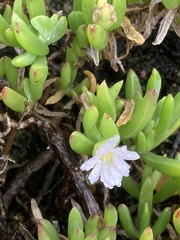 Disphyma crassifolium