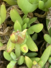 Disphyma crassifolium