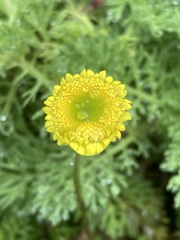 Cotula discolor