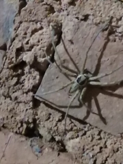 Heteropoda venatoria