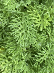 Cotula discolor