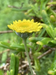 Cotula discolor