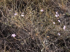 Dianthus campestris