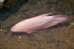 Osphronemus goramy