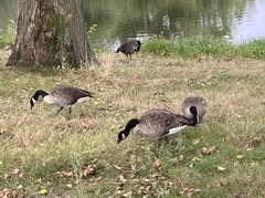 Branta canadensis
