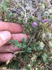 Erodium cicutarium