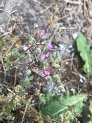 Erodium cicutarium
