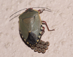 Chinavia erythrocnemis