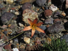 Romulea jugicola