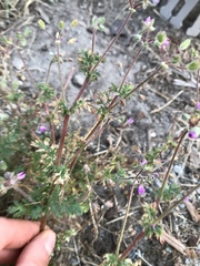 Erodium cicutarium