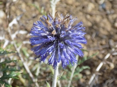Echinops latifolius