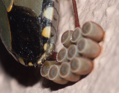 Chinavia erythrocnemis