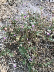 Erodium cicutarium