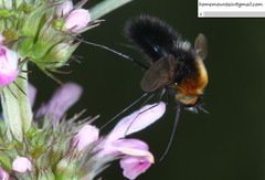 Bombylius ambustus