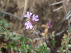 Thymus bashkiriensis