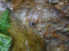 Microvelia americana