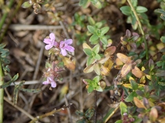 Thymus bashkiriensis