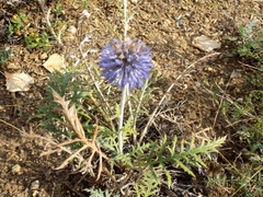 Echinops latifolius