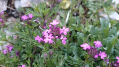 Glandularia turneri