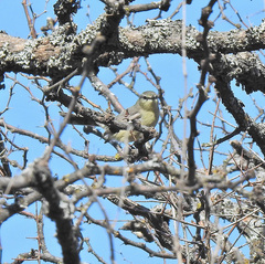 Stigmatura budytoides