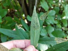 Nemorimyza posticata