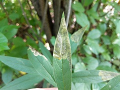 Nemorimyza posticata