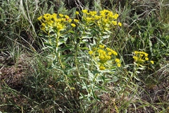 Euphorbia stepposa