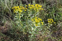 Euphorbia stepposa