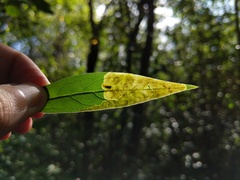 Nemorimyza posticata