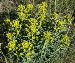 Euphorbia stepposa