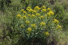 Euphorbia stepposa