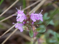 Thymus bashkiriensis
