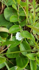 Evolvulus prostratus