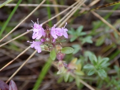 Thymus bashkiriensis