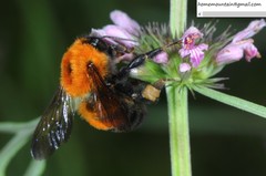 Bombus opulentus