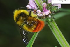 Bombus pyrosoma