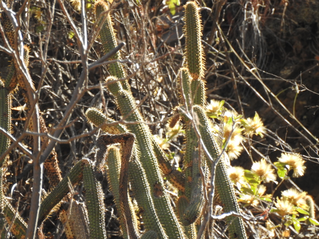 Cleistocactus parviflorus