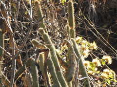 Cleistocactus parviflorus