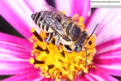Megachile leachella